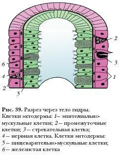 Ссылка официальный сайт кракен